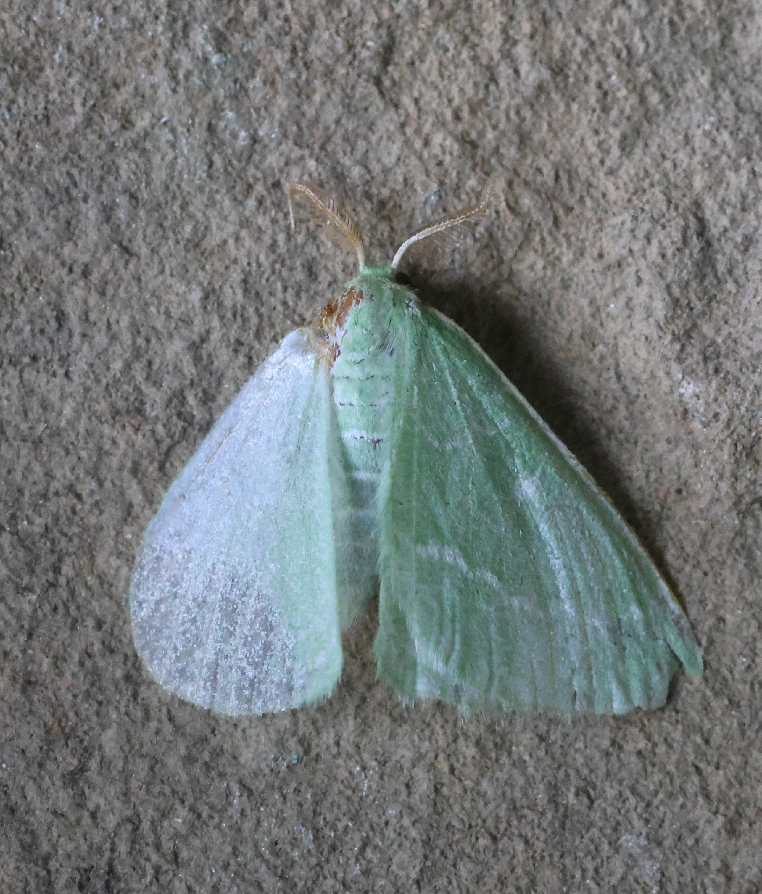 Photo of Essex Emerald (Thetidia smaragdaria)
